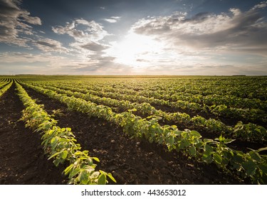 Soybean Field Rows In Sunset