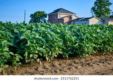 Soybean Field and Rural Brick House at Eye-Level - Powered by Shutterstock