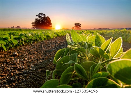Soybean field and soy plants in early morning. Soy agriculture