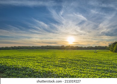 Soybean Field At Sunset