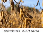 Soybean fields. Ripe golden-yellow soybean pods at sunset. Soybean field in the golden glow. Blurred background, shallow depth of field The concept of a good harvest. Macro.