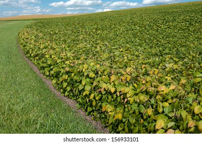 Soybean Fields In September:  Soybean Leaves Display Fall Colors And Turn Completely Brown Before Harvest, As Those Shown In A Distant Field. 