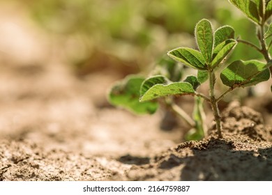 Soybean (Glycine Max) Crop Sprouts In Field, Selective Focus