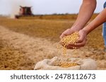 Soybean grain in a hands of successful young farmer, in a background combine harvester working on soybean field, agricultural concept. Close up of hands full of soybean grain in jute sack