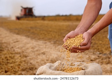 Soybean grain in a hands of successful young farmer, in a background combine harvester working on soybean field, agricultural concept. Close up of hands full of soybean grain in jute sack