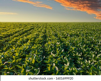 Soybean Green Field Plantation - Aerial View In Countryside Brazil