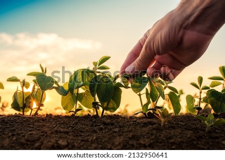 Soybean growth control, male hand touching soy plant leaf in cultivated field