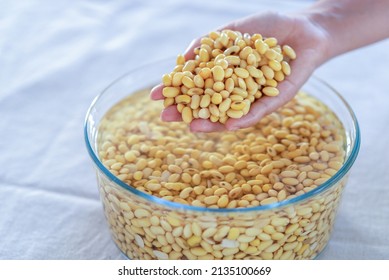 soybean in hand, soaked soybean in a glass bowl, soya bean soaking