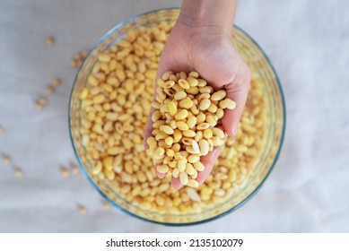 soybean in hand, soaked soybean in a glass bowl, soya bean soaking