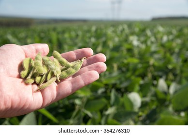 Soybean In The Hands Of A Adult Over The Soybean Plant