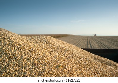 Soybean Harvest