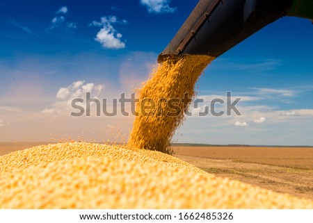 Soybean Harvest, Selected Soybean Seed, High Productivity