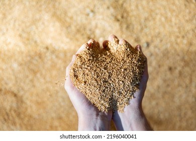 Soybean Husk In Farmer Palms - Animal Feed Close Up