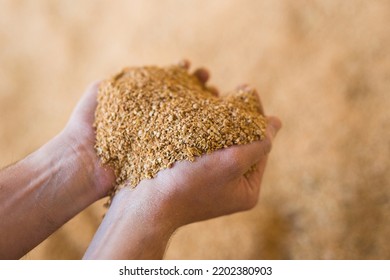 Soybean Husk In Farmer Palms - Animal Feed Close Up