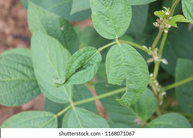 Soybean Leaf Damage By Insect And Pest, Close-up.