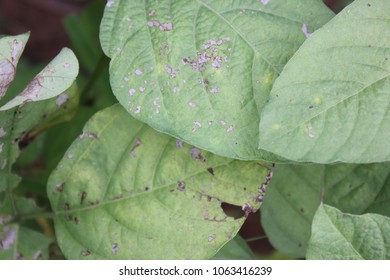 Soybean Leaf Disease Nutrient Deficiencies Abiotic Stock Photo ...