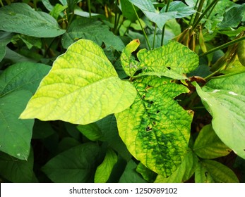 Soybean Leaf (Glycine Max) Infected With Disease And Pest.