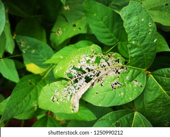 413 Soybean mosaic virus Images, Stock Photos & Vectors | Shutterstock