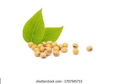 Soybean With Leaf Isolated On White Background.