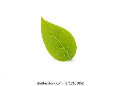 Soybean Leaf Isolated On White Background.