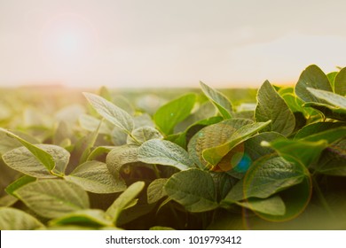 Soybean Leaves Against The Sky