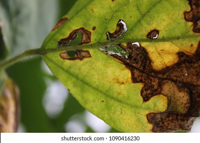 Soybean Leaves Damage By Disease And Nutrient Deficiencies, Crop Planting At The Field.