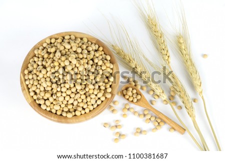 Soybean on wooden spoon and wooden bowl and decorated by dry wheat isolated on white background.