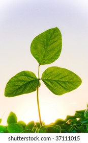 Soybean Plant