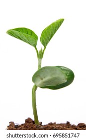 Soybean Plant