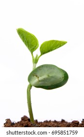 Soybean Plant