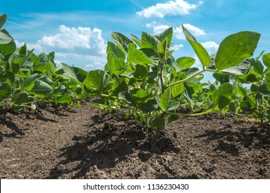 Soybean Plant In Cultivated Agricultural Field From The Frog Perspective