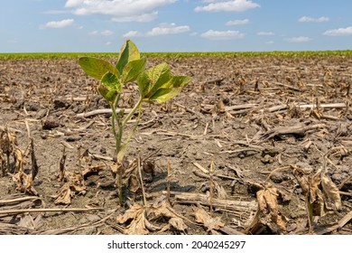 Soybean Plant Damage In Farm Field. Field Flooding, Crop Damage, And Crop Insurance Concept.