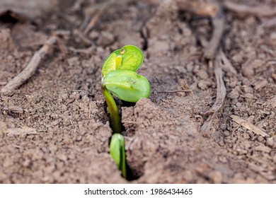 Soybean plant emerging in farm field. Concept of soybean planting season, precision agriculture and farming.