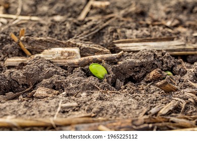 Soybean plant emerging through corn residue in farm field. Concept of soybean planting season, minimum tillage and plant growth
