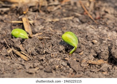 Soybean plant emerging through corn residue in farm field. Concept of soybean planting season, minimum tillage and plant growth