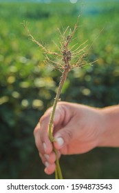 Soybean Plant. Nitrogen Cycle On The Roots Of Plants. Agriculture. Austria