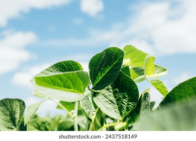 Soybean plants in a field close-up in bright sunlight. Agricultural field with soy. Soybean flowering. Green background, selective focus - Powered by Shutterstock