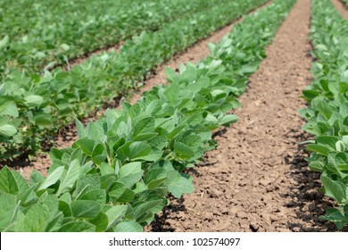 Soybean Plants In A Field, Selective Focus