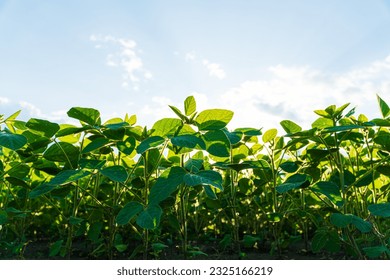 Soybean plants growing in row in cultivated field. Green soybean crop plants at agricultural farm field. View from below.