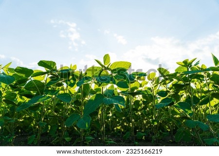 Soybean plants growing in row in cultivated field. Green soybean crop plants at agricultural farm field. View from below.