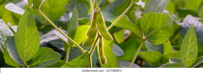 Soybean Pods In Agricultural Soy Plantation Background. Green Growing Soybeans Against Sunlight.  Soy Bean Plant In Sunny Field, Banner