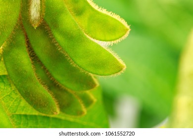 Soybean Pods, Close Up.  Agricultural Soy Plantation On The Sunny Field Bokeh Background. Soy Bean Plant In Sunny Field . Green Growing Soybeans Against Sunlight.  