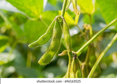 14,222 Soya leaf Images, Stock Photos & Vectors | Shutterstock