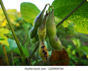 Soybean Pods Disease Leaf Stem Crop Stock Photo 1250909764 | Shutterstock