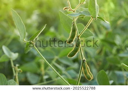 Soybean pods grow at the agricultural field in a sunny weather. Soy plantation