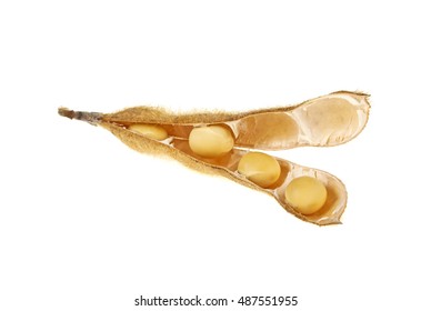 Soybean Pods Isolated On White Background. Soya - Protein Plant For Health Food.