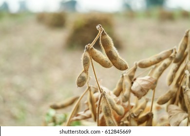 Soybean Pods Are Old And Ready For Harvest.