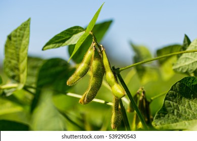 Soybean pods on soybean plantation, on blue sky background, close up. Soy plant. Soy pods. Soybean field