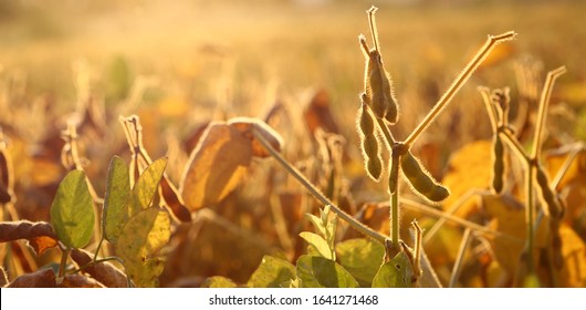 Soybean Pods On Soybean Plantation, On Blurred Background, Closeup. Soybean Plant. Soy Pods. Soybean Field. The Concept Of A Good Harvest. Macro.