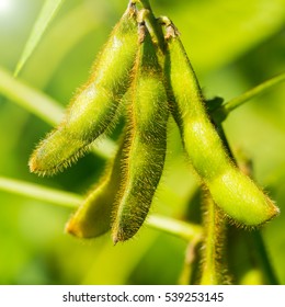 Soybean Pods On The Sunny Field Bokeh Background, Close Up